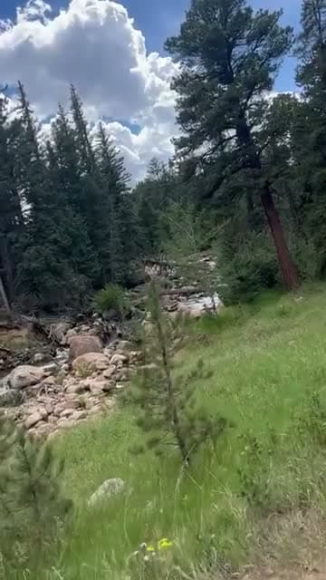 A pine forest and creek on a morning walk